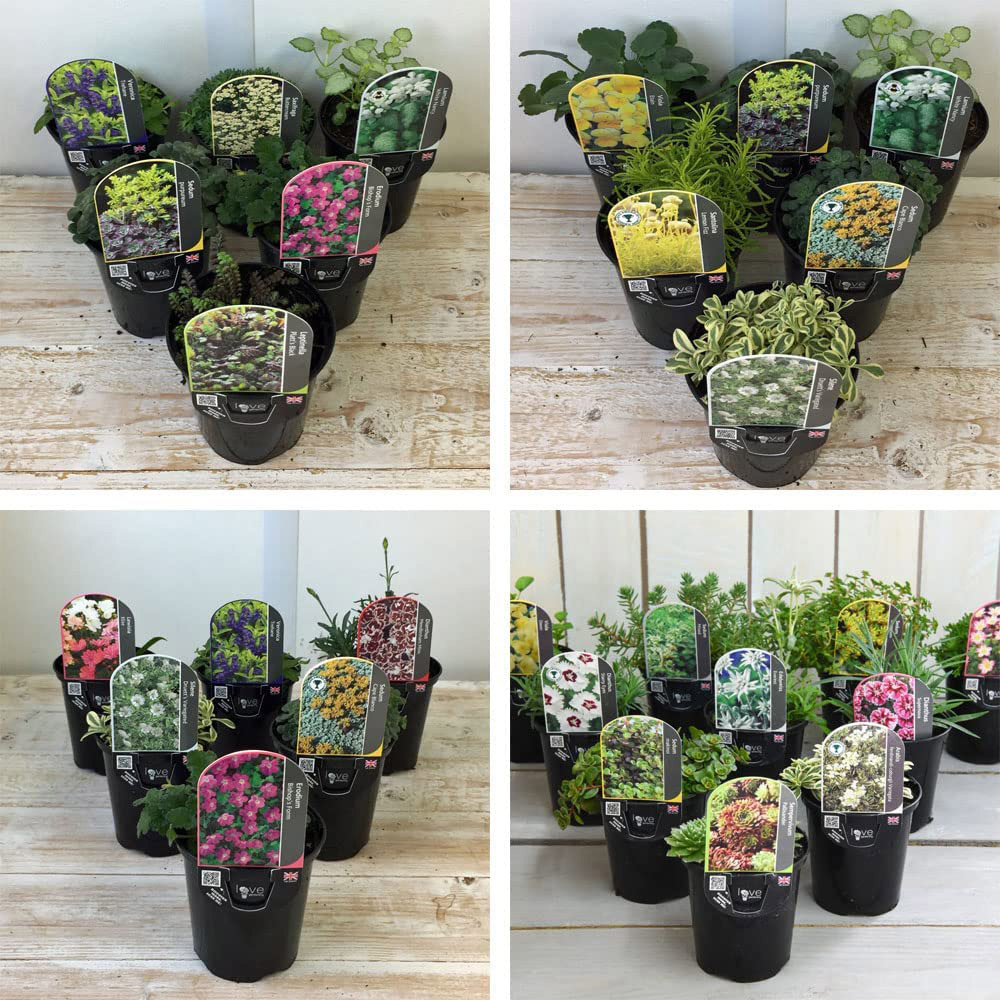 Thompson and Morgan Nurserymans Choice Alpine Plant Pot 9cm 6 Pack Image 2