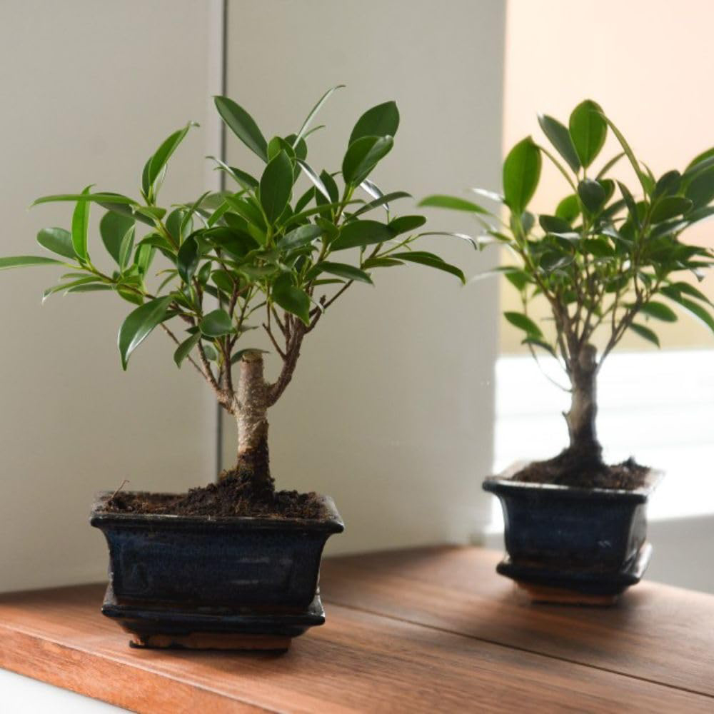 Thompson and Morgan Bonsai Ficus In Ceramic With Saucer Potted Plant 13cm 2 Pack Image 5