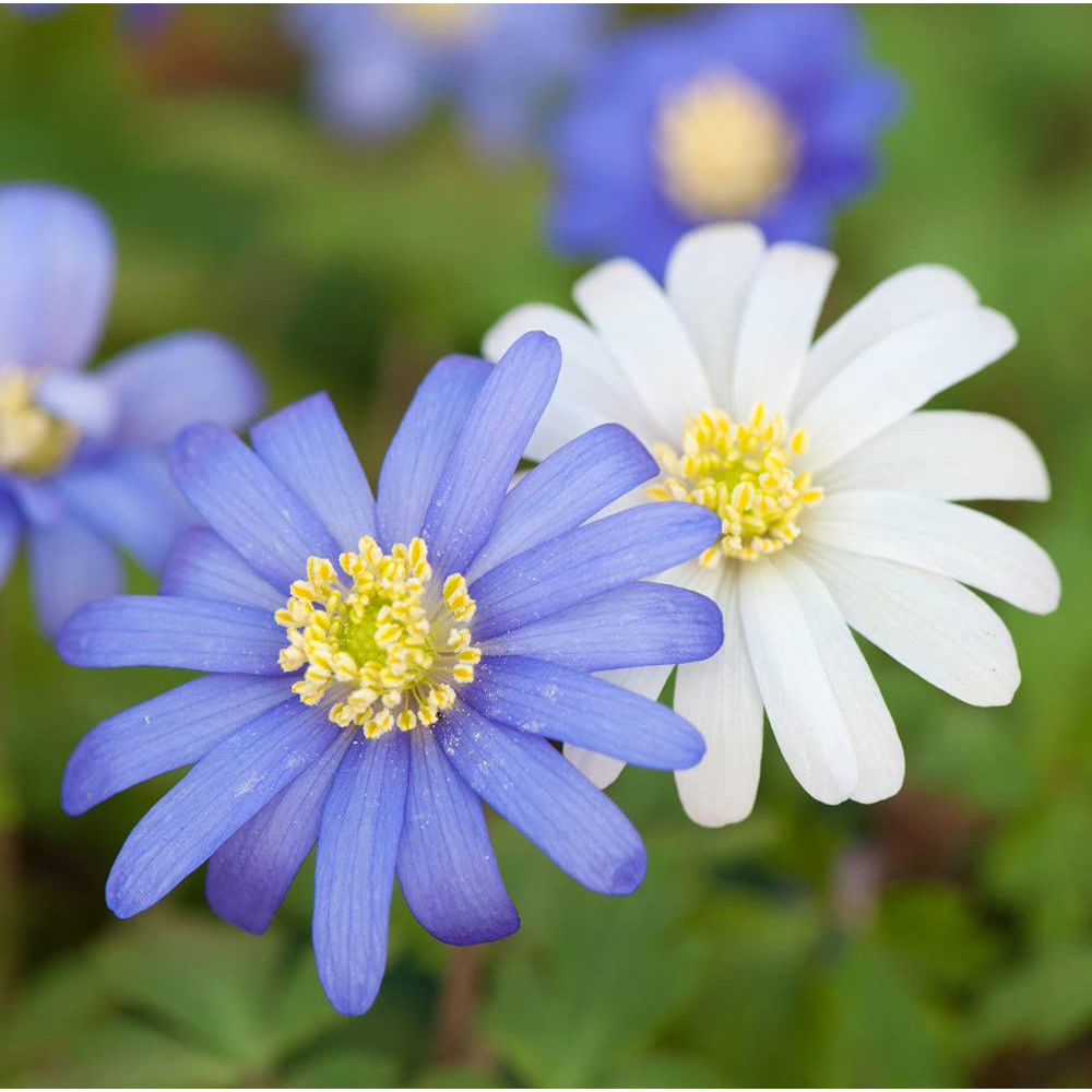 Thompson and Morgan Anemone Blanda Mixed Planting Bulb 50 Pack Image 2