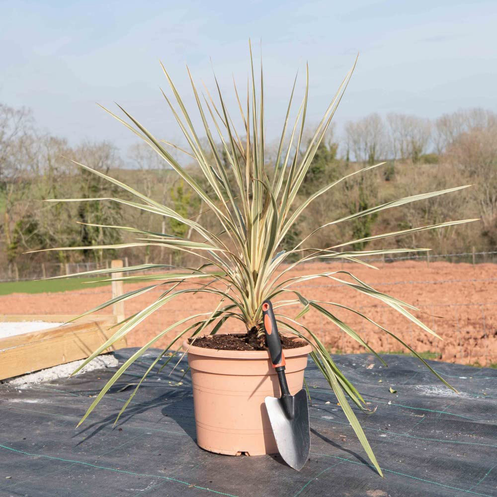 Thompson and Morgan Cordyline Torbay Dazzler Potted Plant 9cm Image 3
