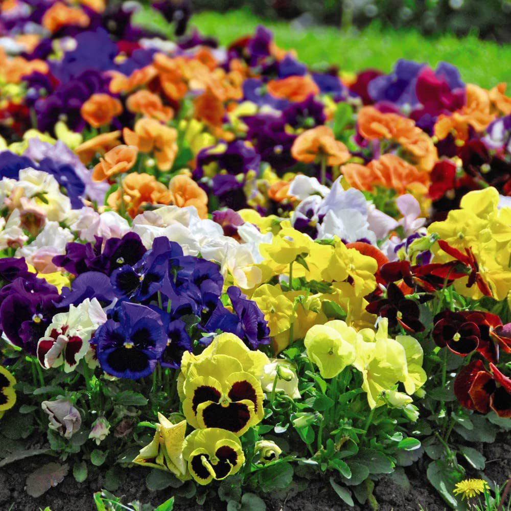 Thompson and Morgan Pansy Summertime Garden Ready Plant 15 Pack Image 5