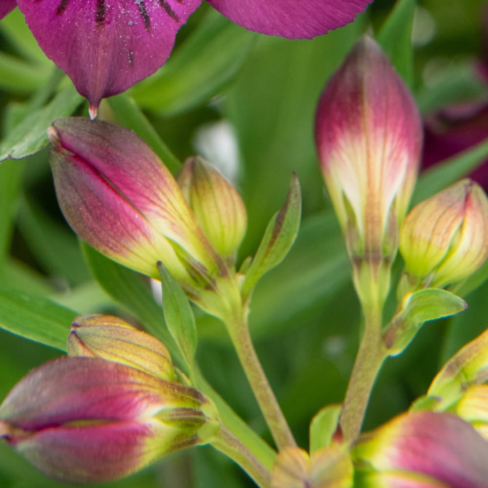 Thompson & Morgan Alstroemeria Inticancha Paraiso Jumbo Plant Plug Image 2