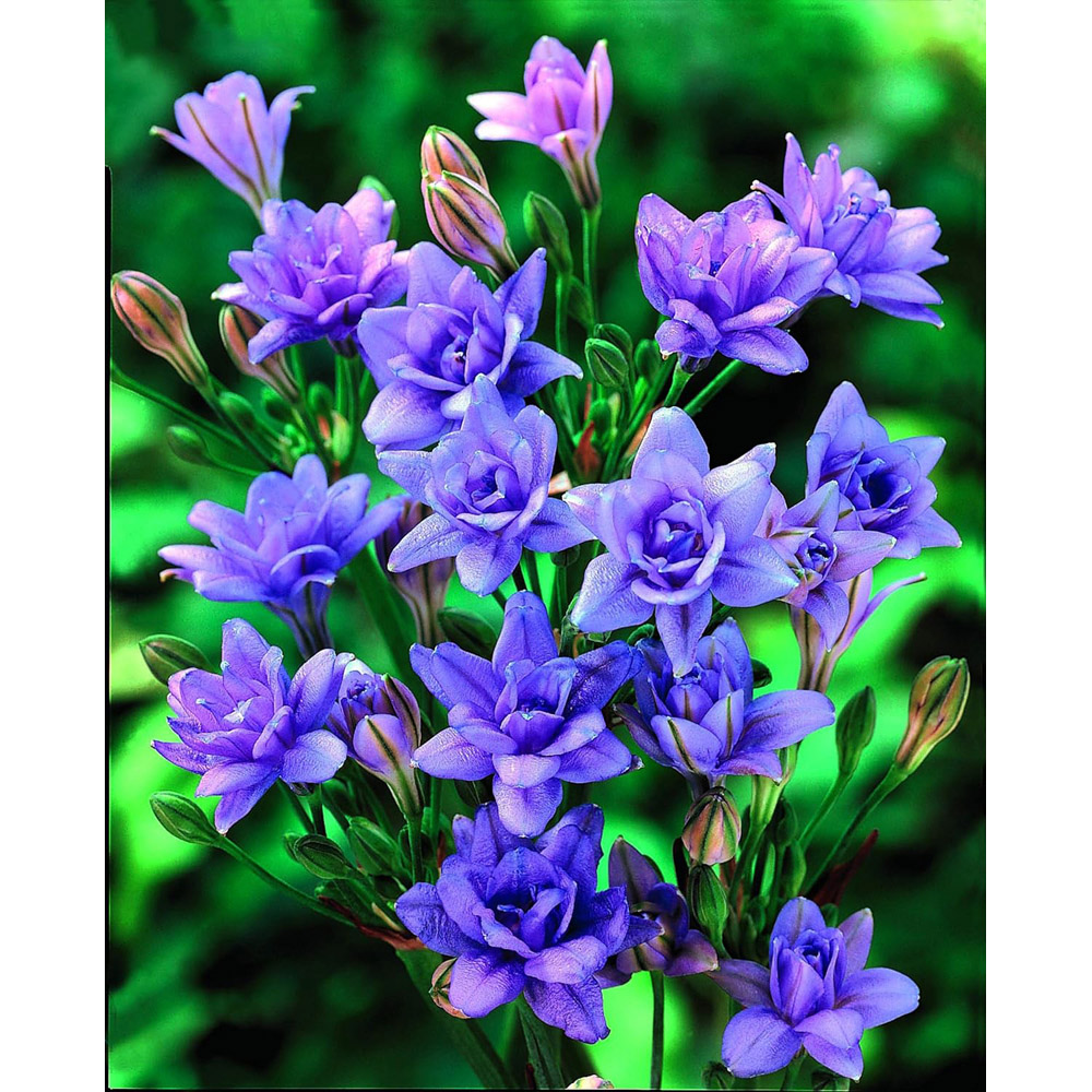 Thompson & Morgan Crazy Colour Collection Planting Bulb 200 Pack Image 3
