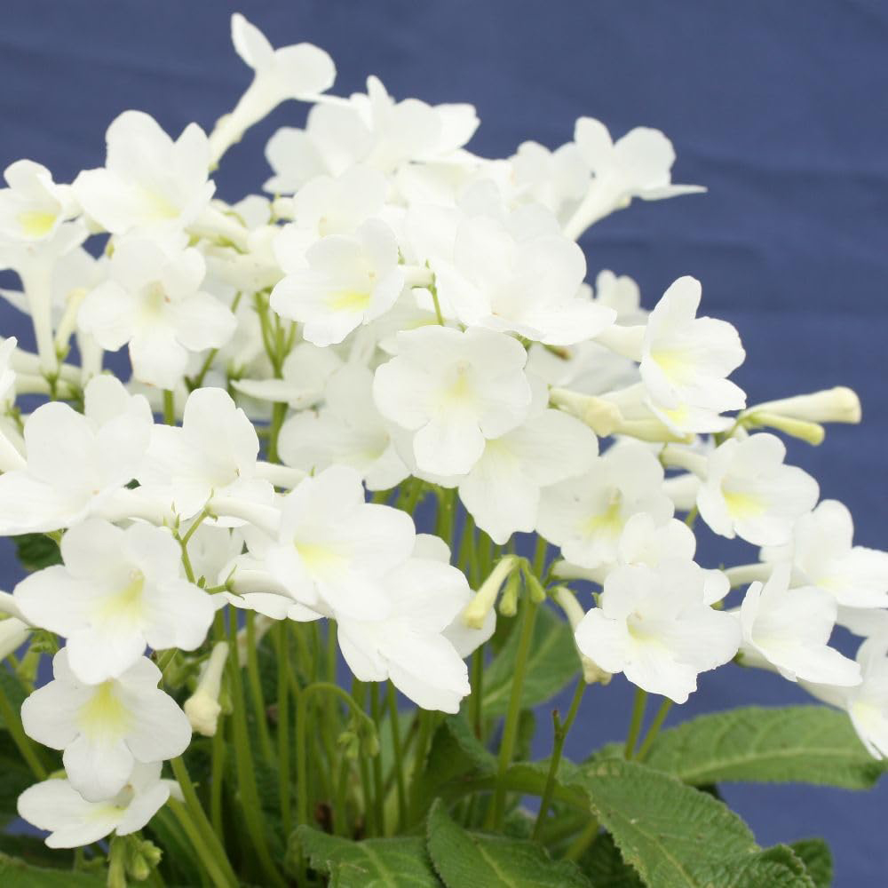 Thompson and Morgan Streptocarpus Pearl Jumbo Plug 3 Pack Image 2