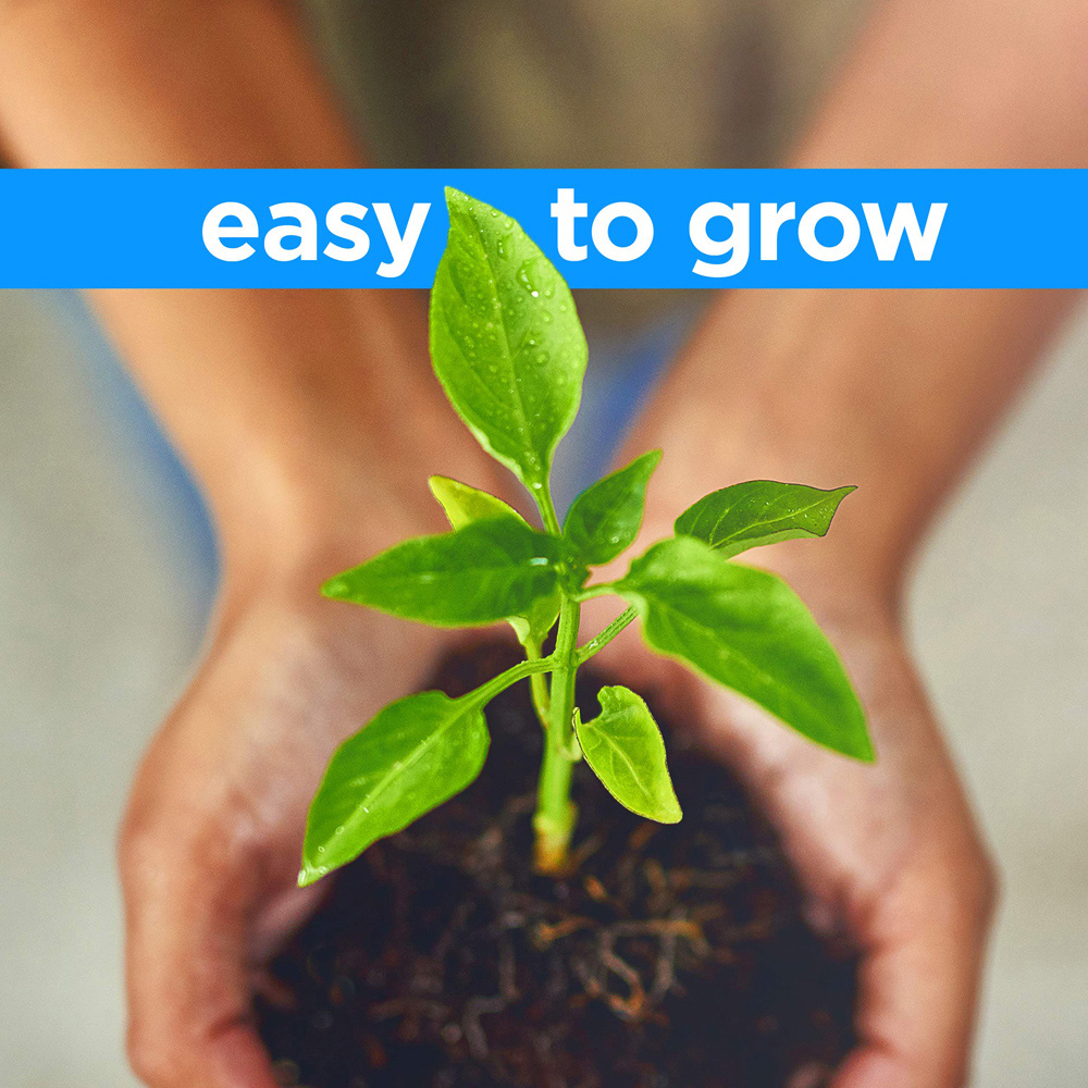 Thompson and Morgan Buddleja Tricolour Plant Pot 2L 2 Pack Image 4