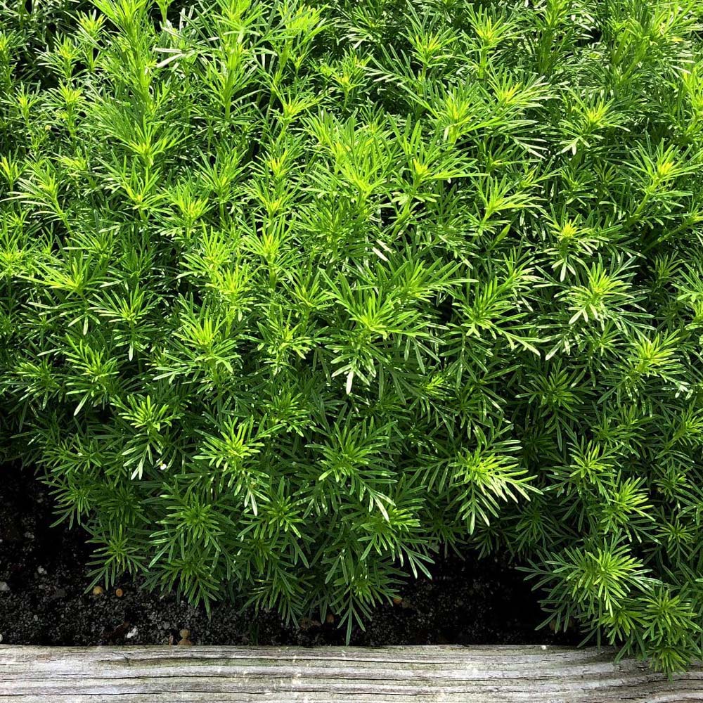 Thompson and Morgan Herb Tagetes Dropshot Seed Packet Image 2