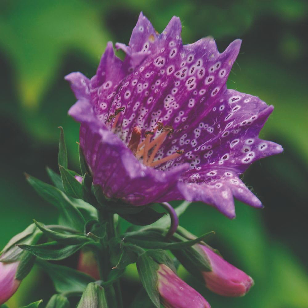 Thompson and Morgan Foxglove Digitalis Purpurea Monstrosa Seed Packet Image 2