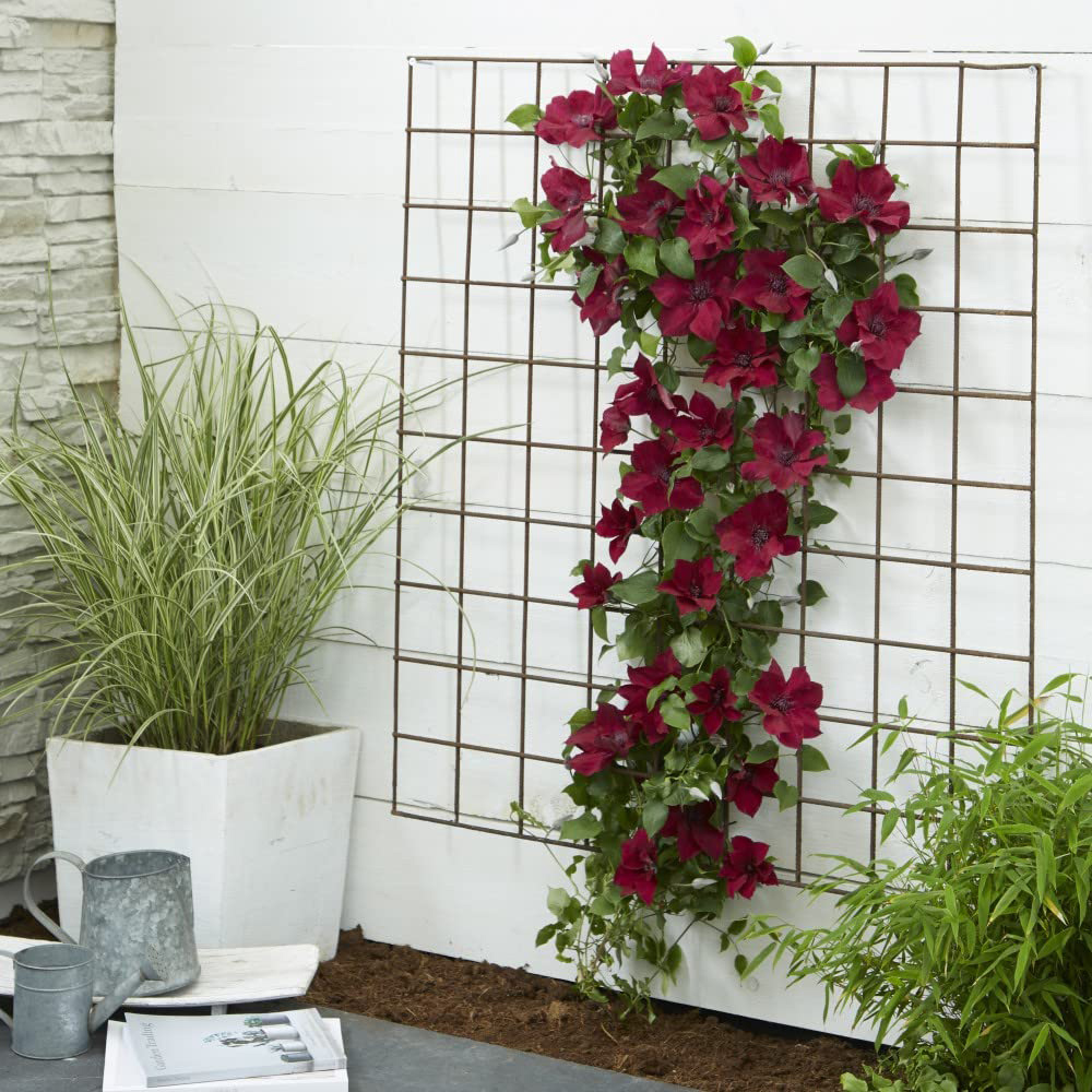 Thompson and Morgan Clematis Nubia Plant Pot 15cm Image 3