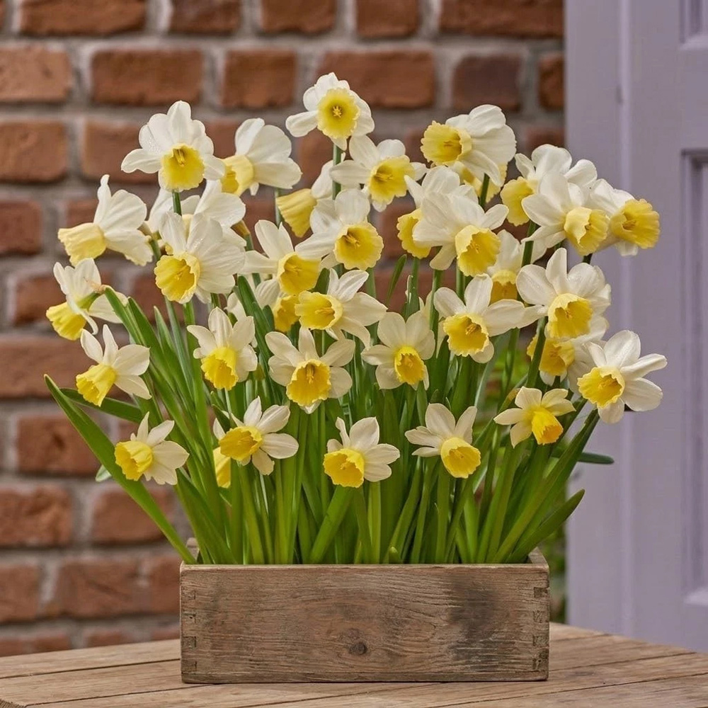 Thompson and Morgan Daffodil Josina Elisabeth Planting Bulb 8 Pack Image 2