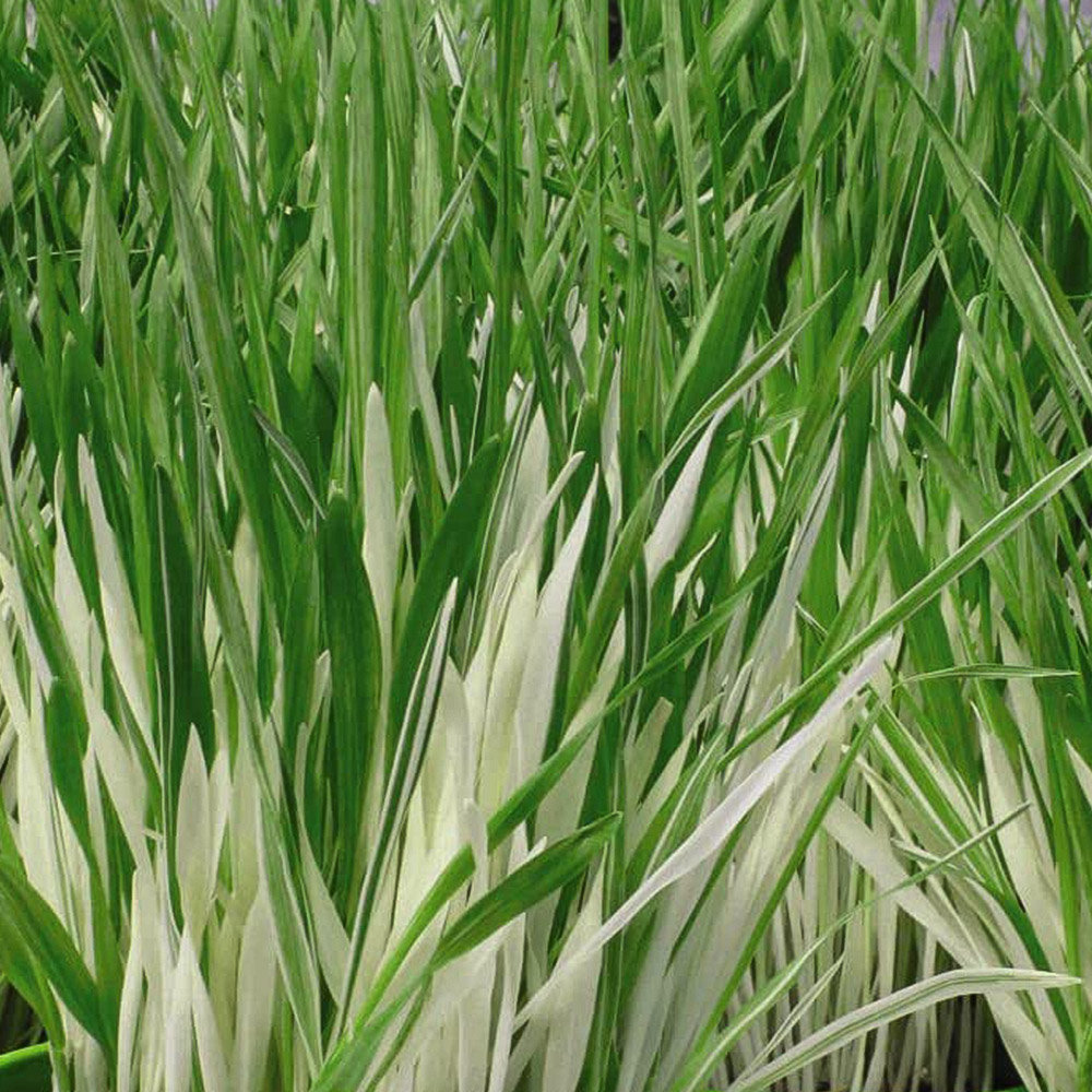 Thompson and Morgan Cat Grass Tabby Hordeum Vulgarie Varigated Seeds Image 1