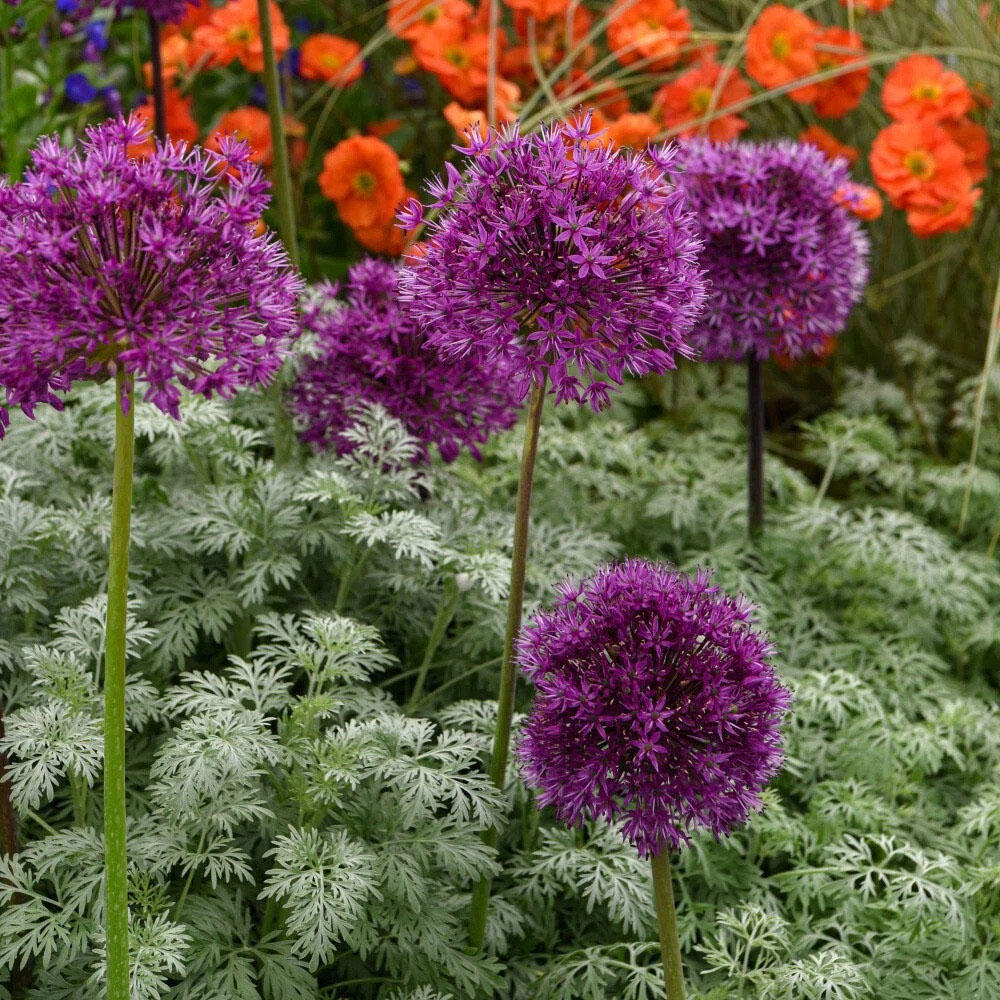 Thompson and Morgan Allium Purple Sensation Planting Bulb 8 Pack Image 3
