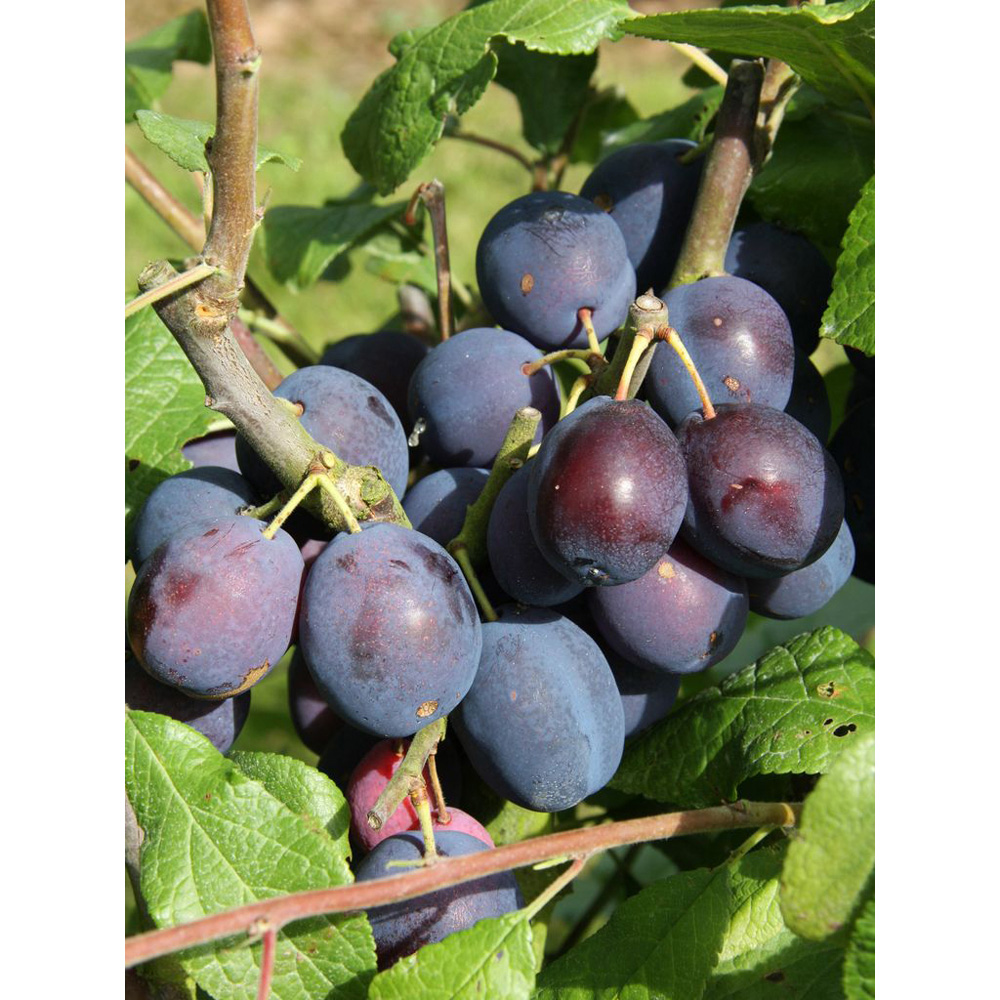 Frank P Matthews Trees Damson Prunus Merryweather St. Julien A Maiden Tree Image 2
