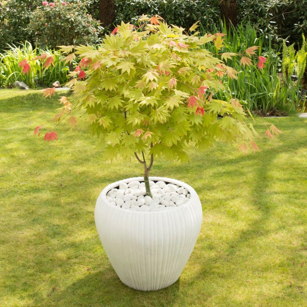 Thompson and Morgan Acer Mini Standard Shirasawanum Moonrise Plant Pot 3L Image 4