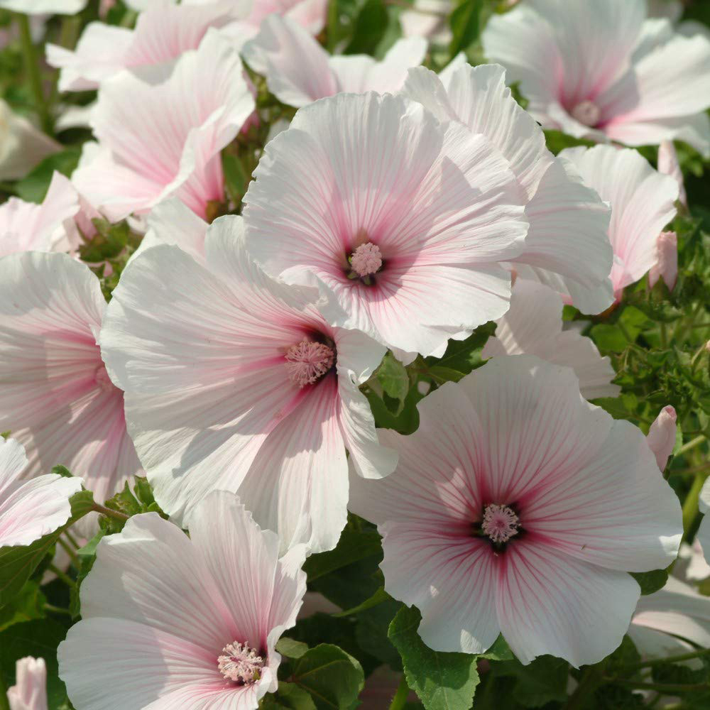 Thompson & Morgan Lavatera Dwarf Pink Blush Seeds Image 2
