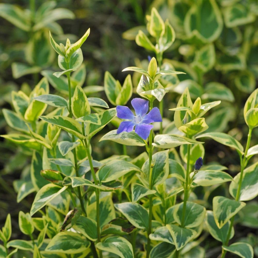 Thompson and Morgan Vinca Major Plant in Pot 9cm 2 Pack Image 3