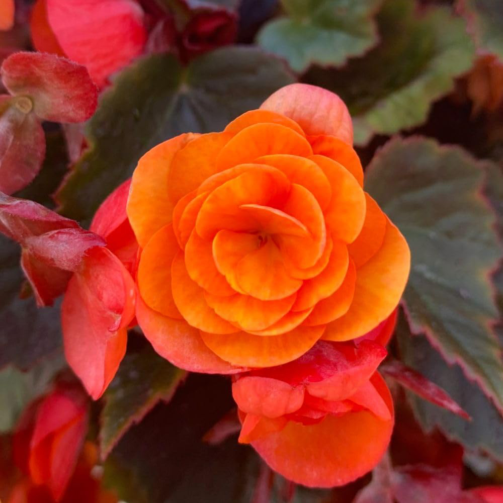 Thompson and Morgan Begonia Catrin 6 Pack with 2 Planter and Incredicompost 25L Image 1
