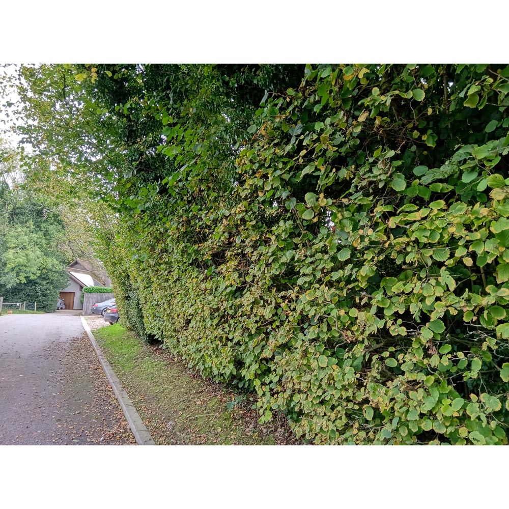 Inspirational Gifting Hazel Bare Root Hedge Plant Saplings 4ft 10 Pack Image 5