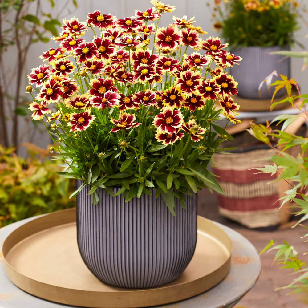 Thompson & Morgan Coreopsis Solar Jumbo Plant Plug 4 Pack Image 4