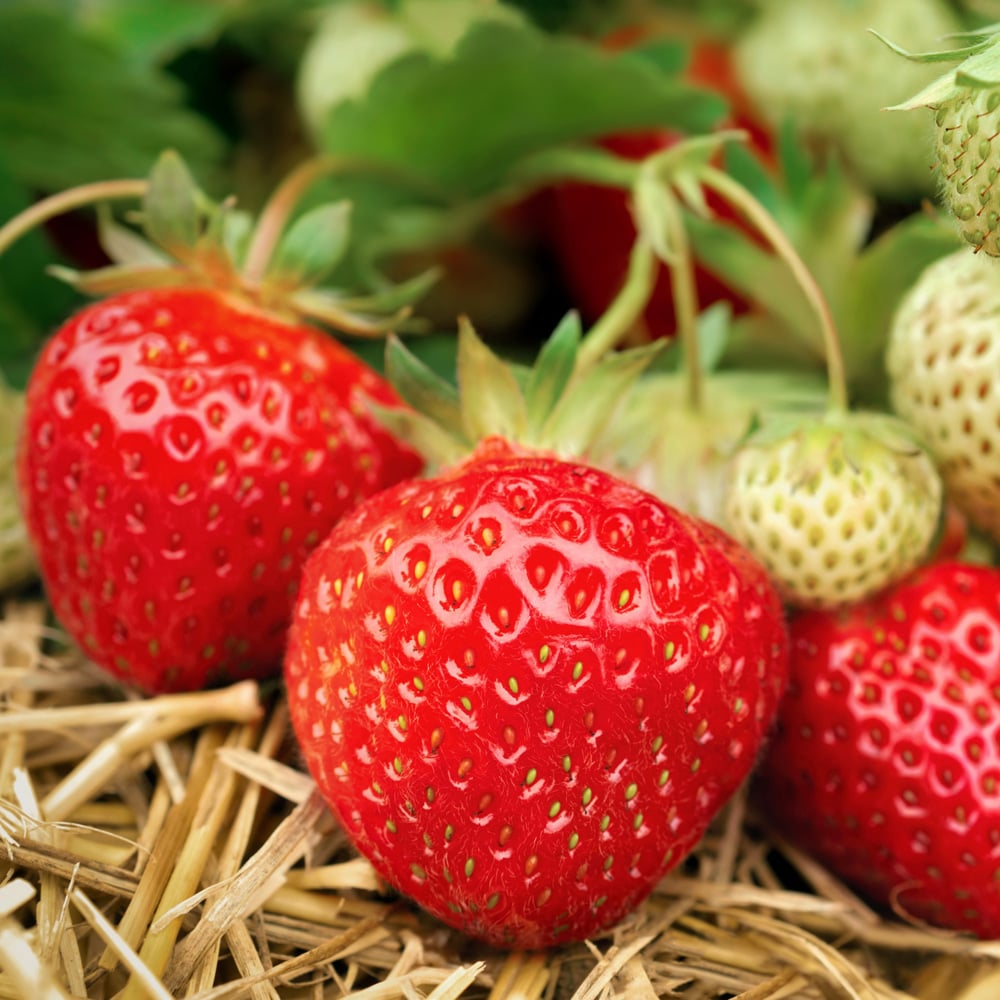 YouGarden Cambridge Favourite Strawberry Runners 20 Pack Image 1