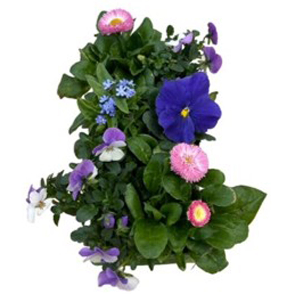Large Mixed Flower Kit Image 2