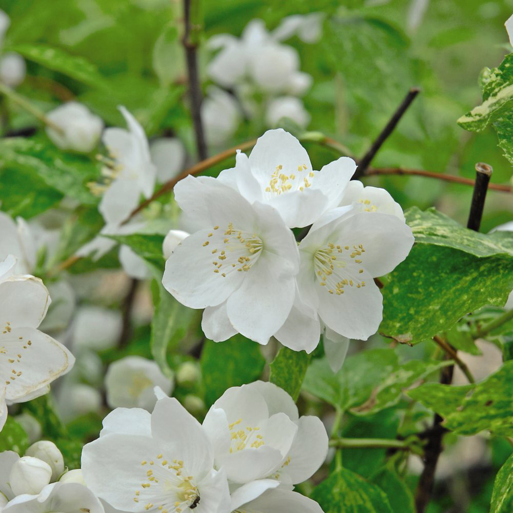 Thompson and Morgan Philadelphus Innocence Plant Pot 3.6L Image 3