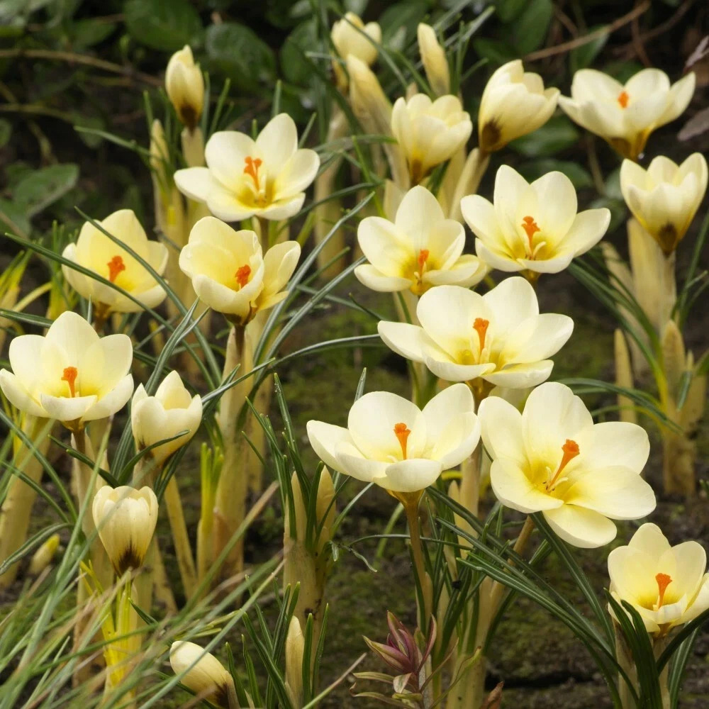 Thompson and Morgan Crocus Cream Beauty Planting Bulb 80 Pack Image 2