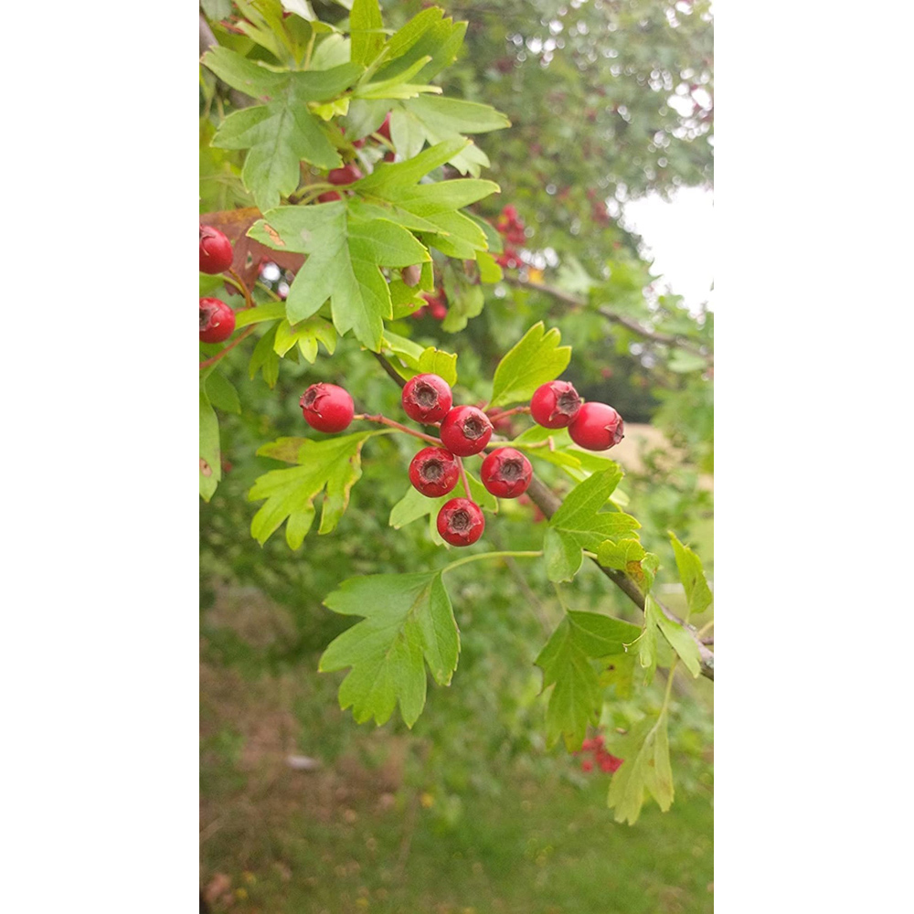 Inspirational Gifting Hawthorn Bare Root Hedge Plant Sapling 4-5ft 5 Pack Image 5