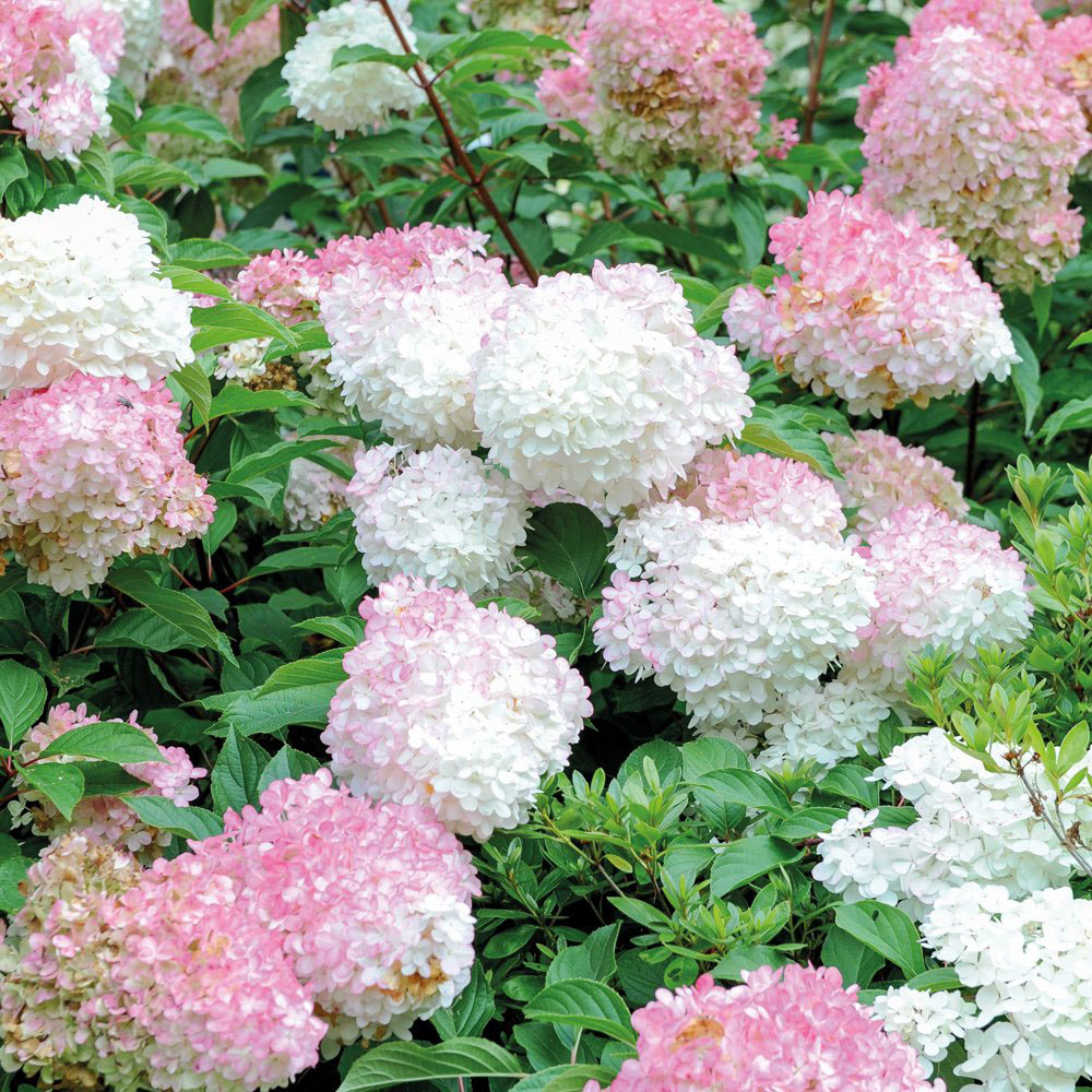 Thompson and Morgan Hydrangea Vanille Fraise Plant Pot 8cm Image 4