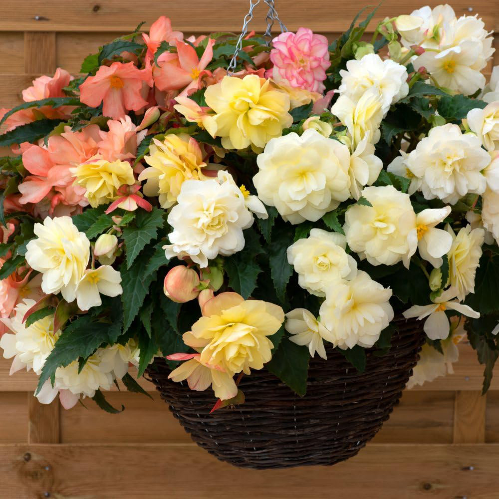 Thompson and Morgan Begonia Nonstop Joy Peaches and Dreams Garden Ready Plant 15 Pack Image 2