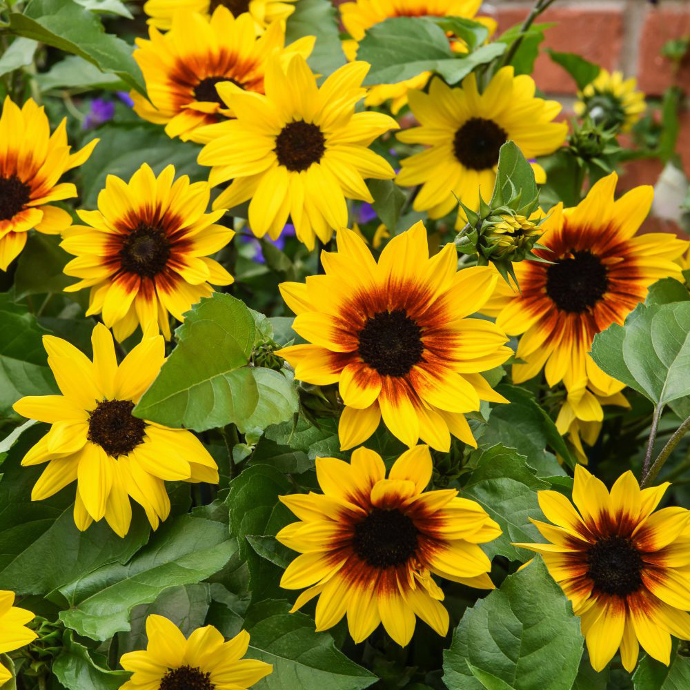 Thompson and Morgan Sunflower SunBelievable Brown Eyed Girl Plant Pot 9cm Image 2