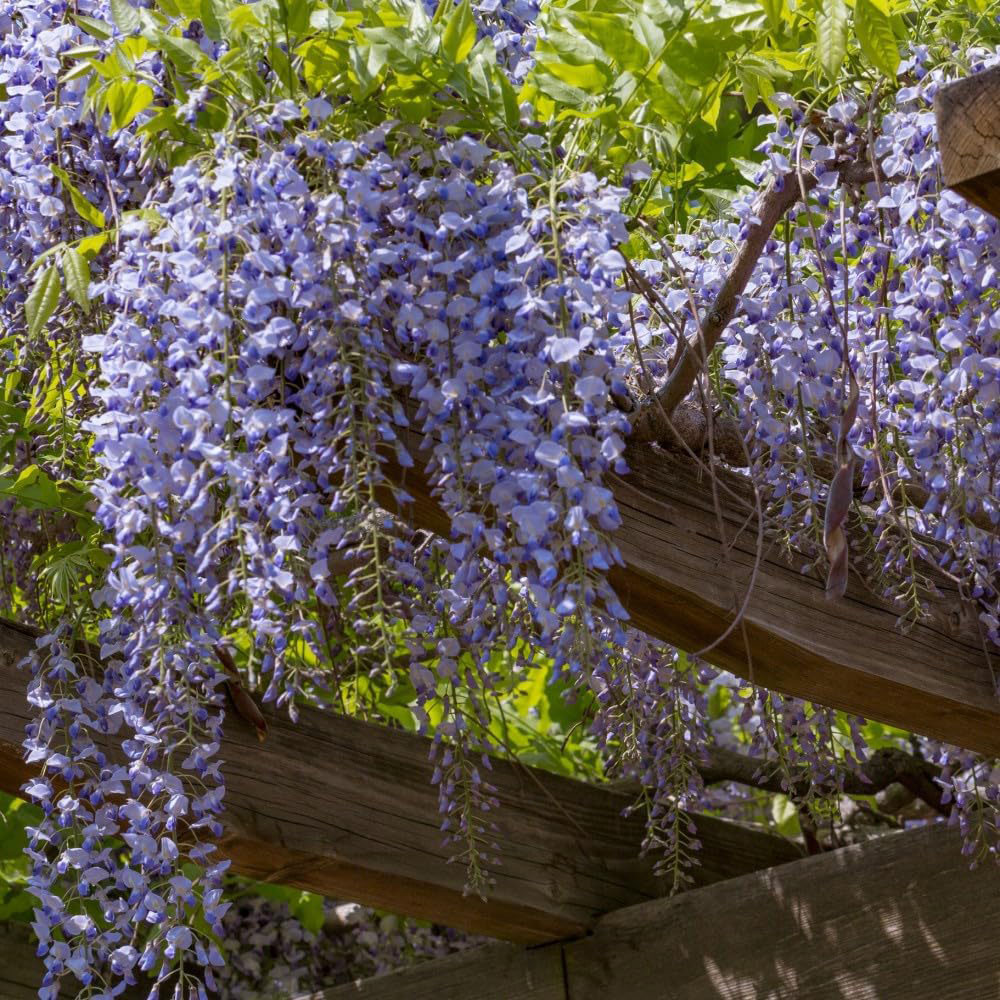 Thompson and Morgan Wisteria Sinensis Plant Pot 9cm 3 Pack Image 2