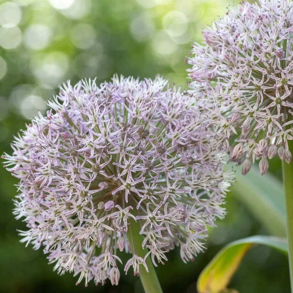 Thompson and Morgan Flowering Collection Spring Planting Bulb 100 Pack Image 4