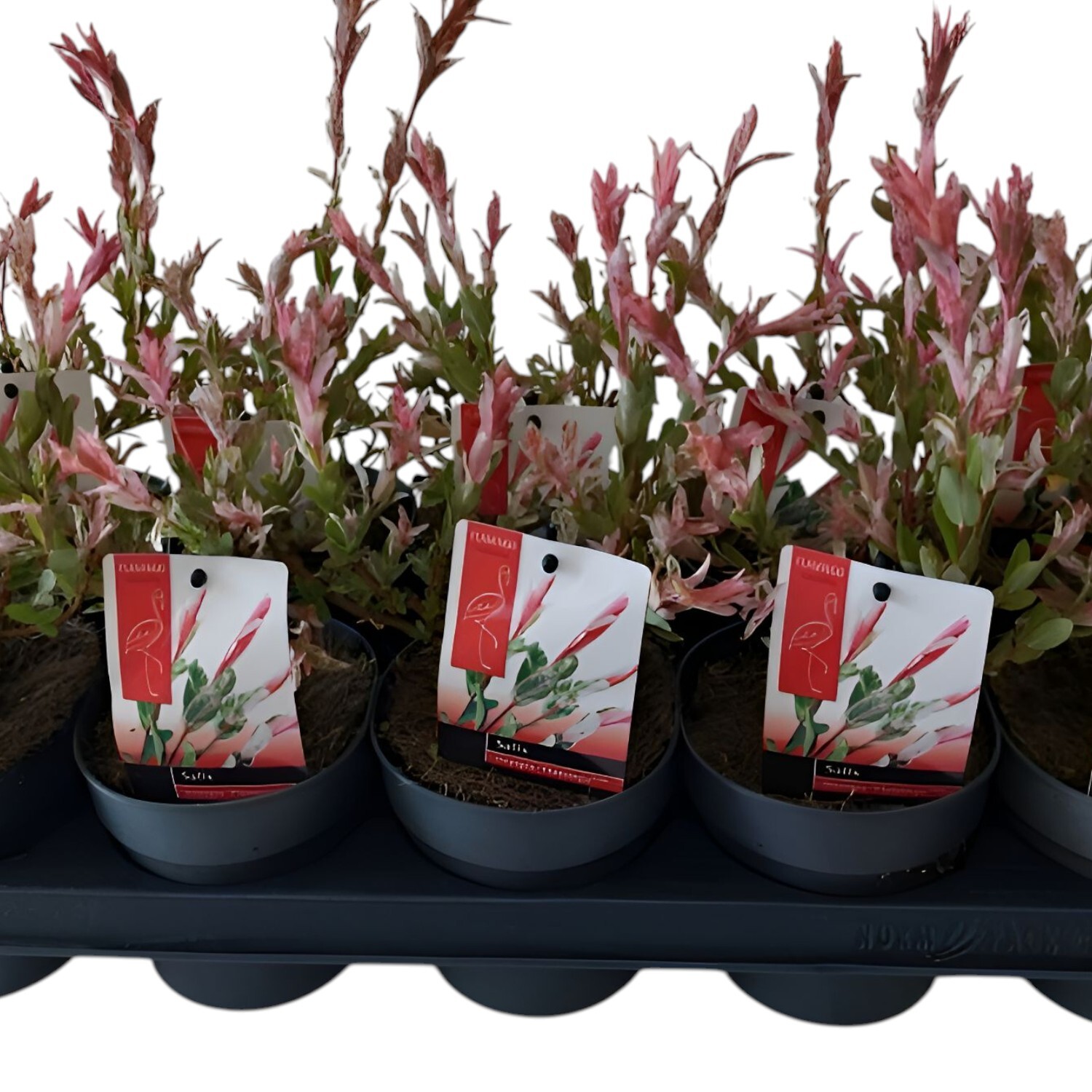Salix Integra Flamingo Bush Plant Pot Image 2
