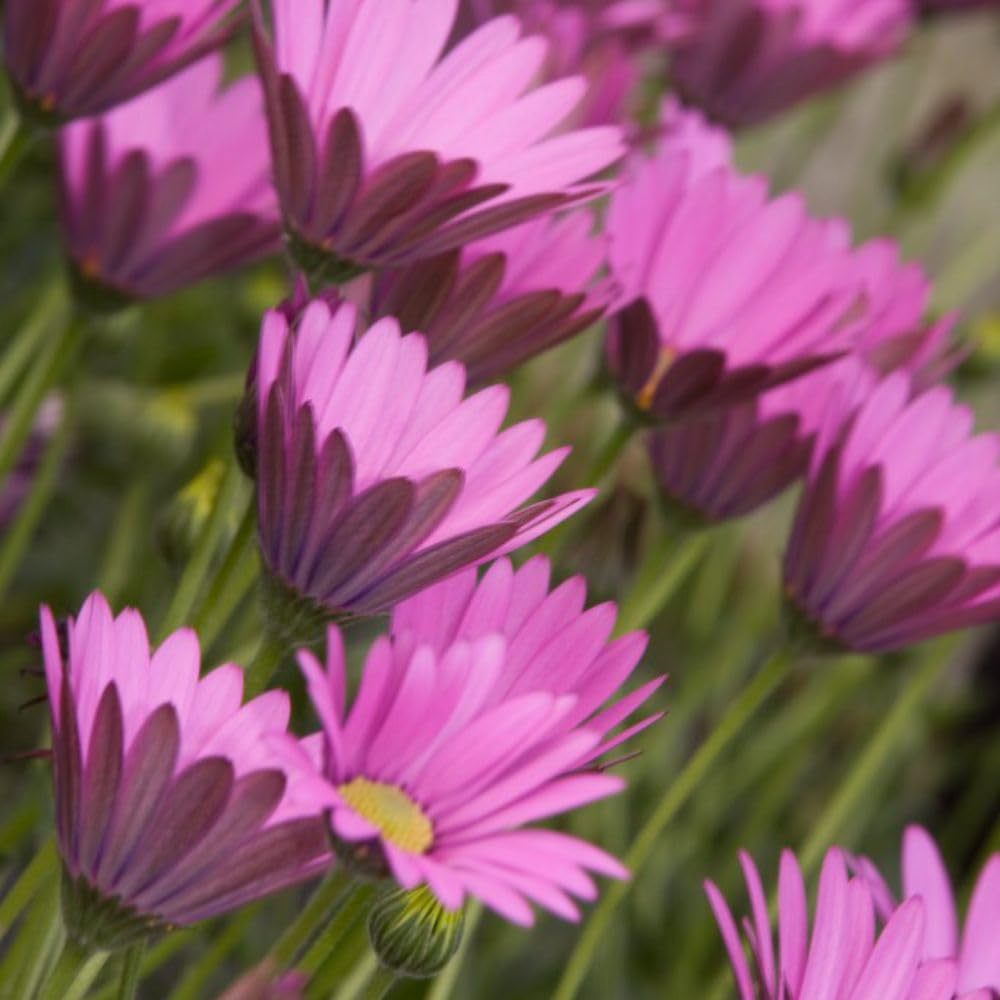 Thompson & Morgan Osteospermum Hardy in the Pink Jumbo Plant Plug Image 2