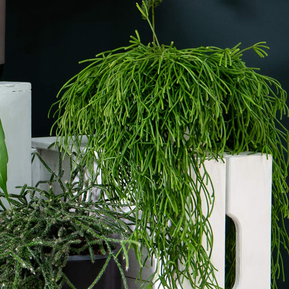 Thompson and Morgan Nurserymans Choice Succulent Hanging Plant Pot 14cm Image 3