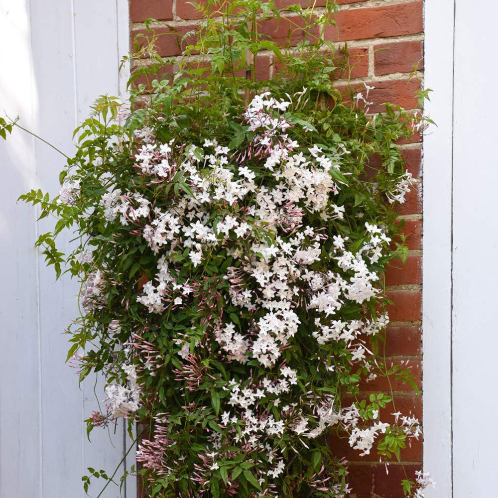 Thompson and Morgan Jasminum Polyanthum Starry Starry Night Plant Pot 9cm 2 Pack Image 7