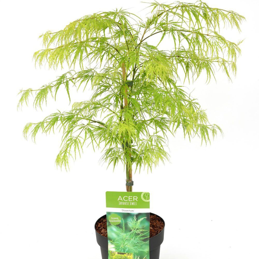 Thompson and Morgan Acer Palmatum Dissectum Plant Pot 6.5L Image 2