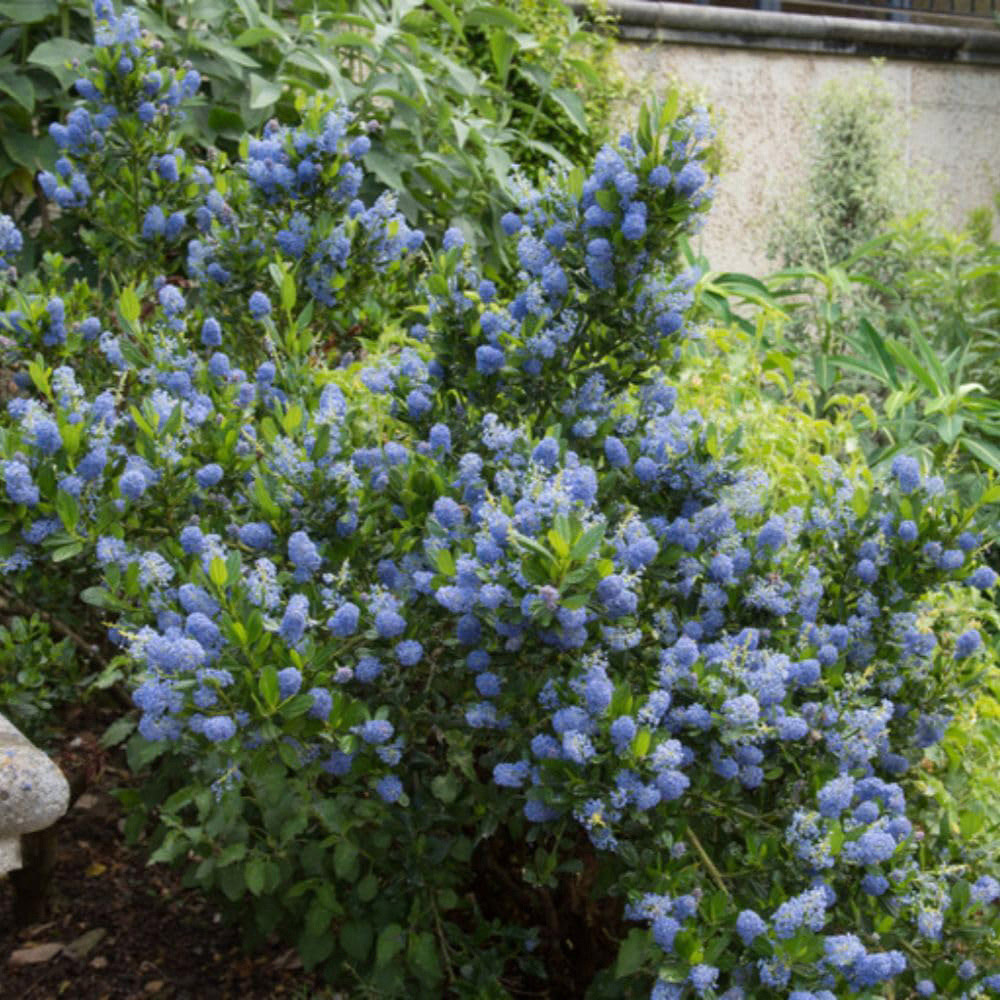 Thompson and Morgan Ceanothus Arboreus Blue Mound Plant Pot 9cm Image 5