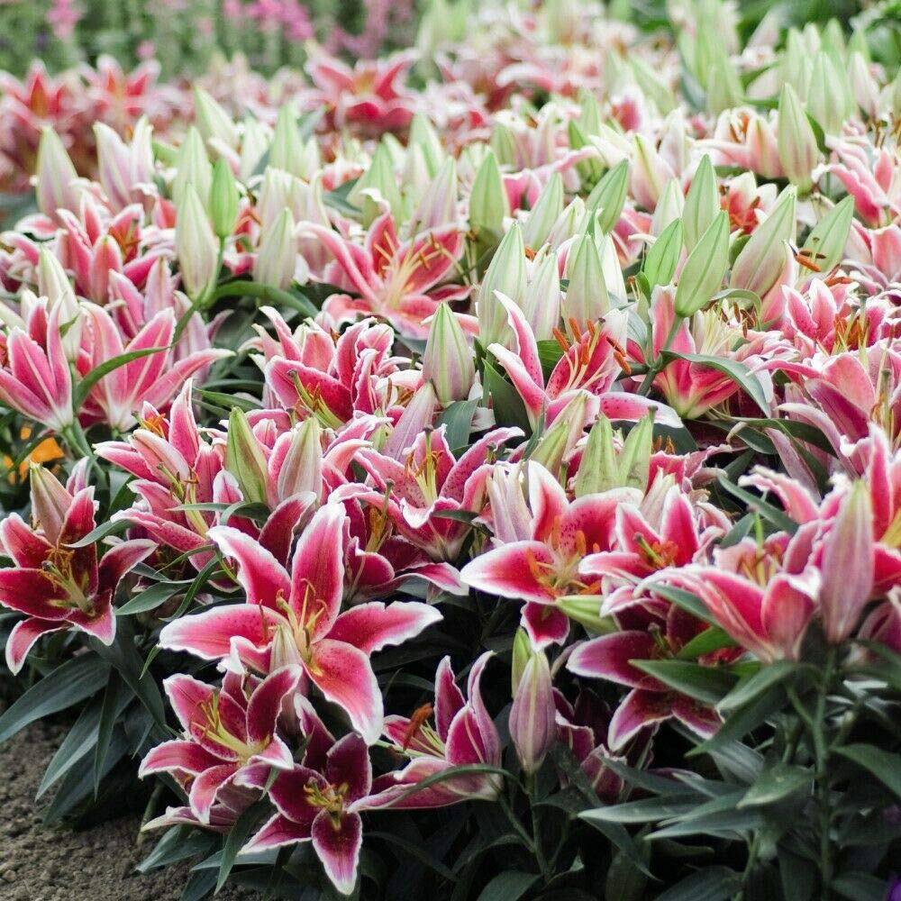 Thompson and Morgan Lily Groundcover Dazzler Planting Bulb 6 Pack Image 3