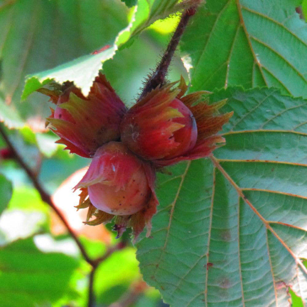 Thompson & Morgan Hazelnut Corylus Avellana Plant Pot 5L 2 Pack Image 3
