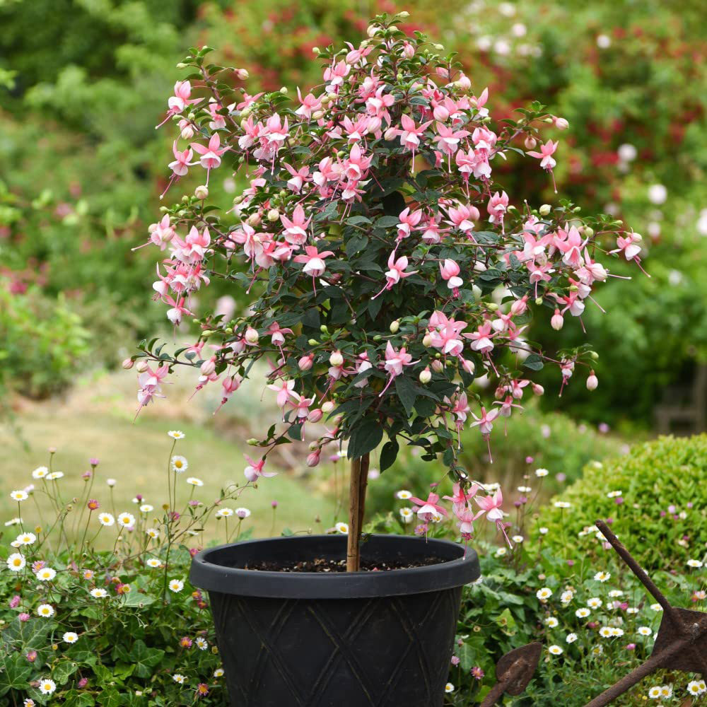 Thompson and Morgan Fuchsia Quarter Standard Elma Plant Pot 19cm 2 Pack Image 4