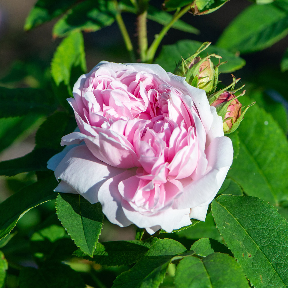 YouGarden Jacques Cartier Bare Root Rose 2 Pack Image 3