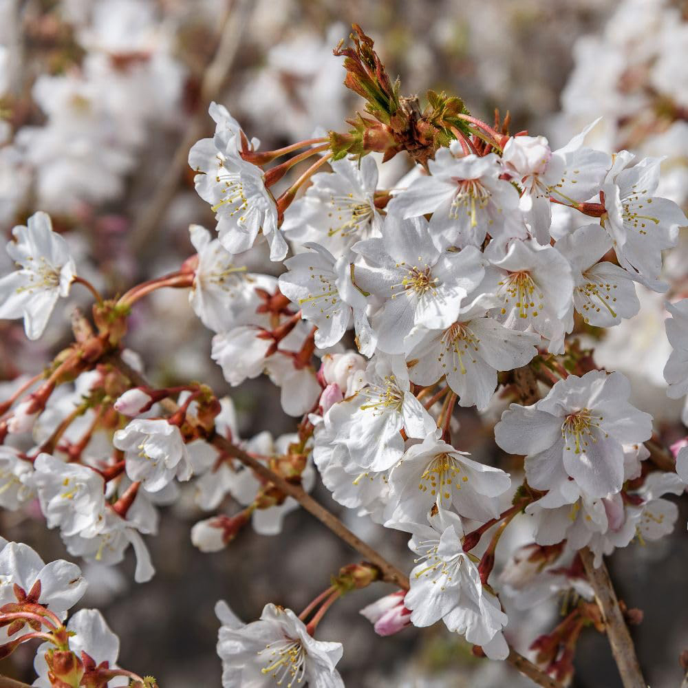 Thompson and Morgan Prunus Incisa Mikinori Plant in Pot 10L Image 2