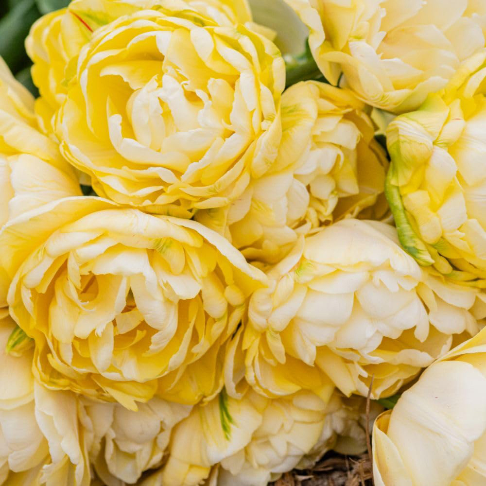 Thompson and Morgan Tulip Wedding Dream Planting Bulb 16 Pack Image 7