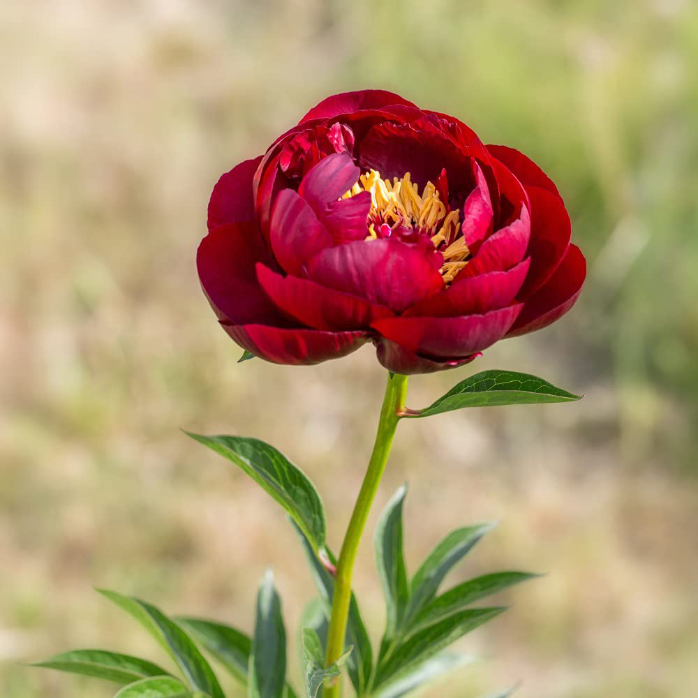 Thompson and Morgan Peony Buckeye Belle Bare Roots 2 Pack Image 2