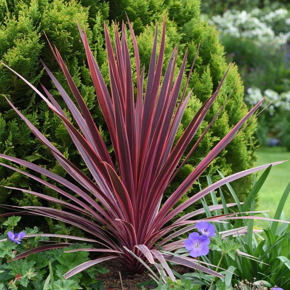 Thompson and Morgan Red Cordyline Torbay Plant Pot 9cm Image 4