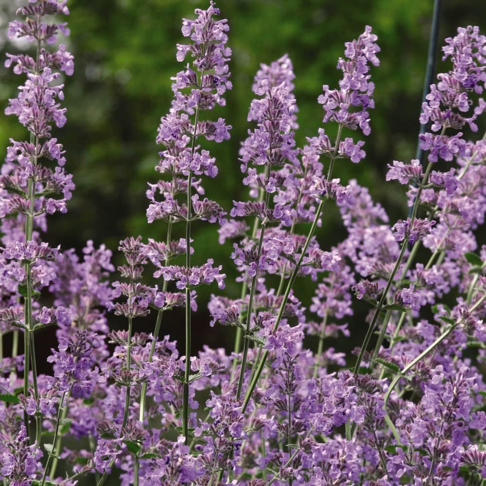 Thompson and Morgan Nurserymans Choice Perennial Cottage Garden Plant Pot 9cm x 9 Image 8