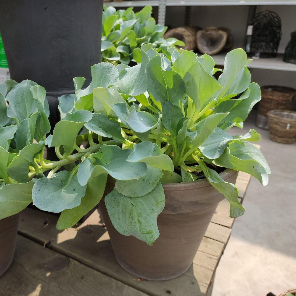 Thompson and Morgan Oyster Leaf Seed Packet Image 3