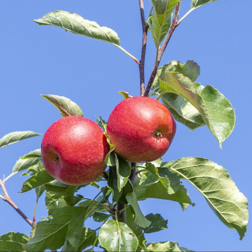 Thompson and Morgan Apple Malus Elstar Plant Pot 2L 2 Pack Image 2