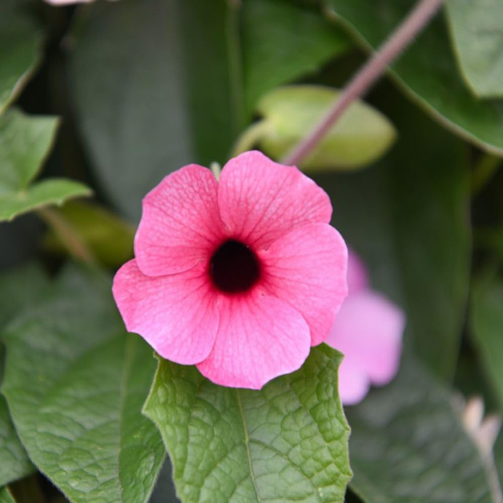 Thompson and Morgan Thunbergia Sunny Susy Collection Jumbo Plug Plant 10 Pack Image 6